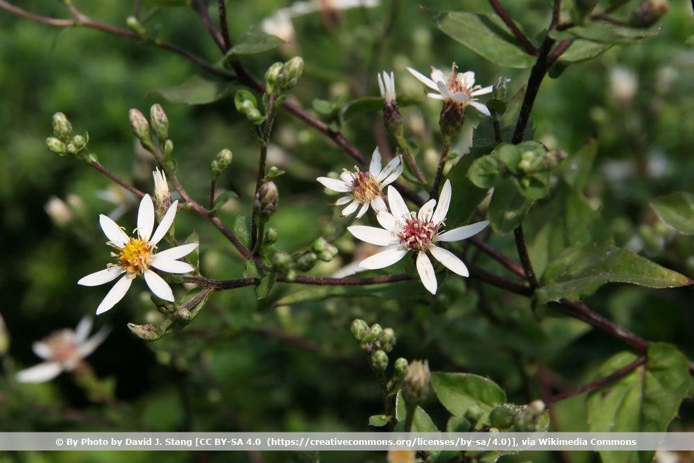 Weisse-Waldaster, Aster divaricatus