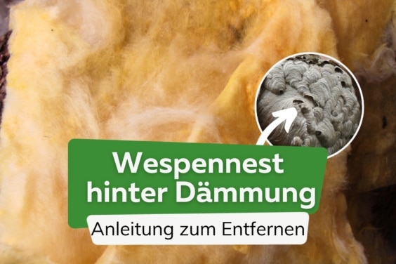 Wespennest hinter Dämmung