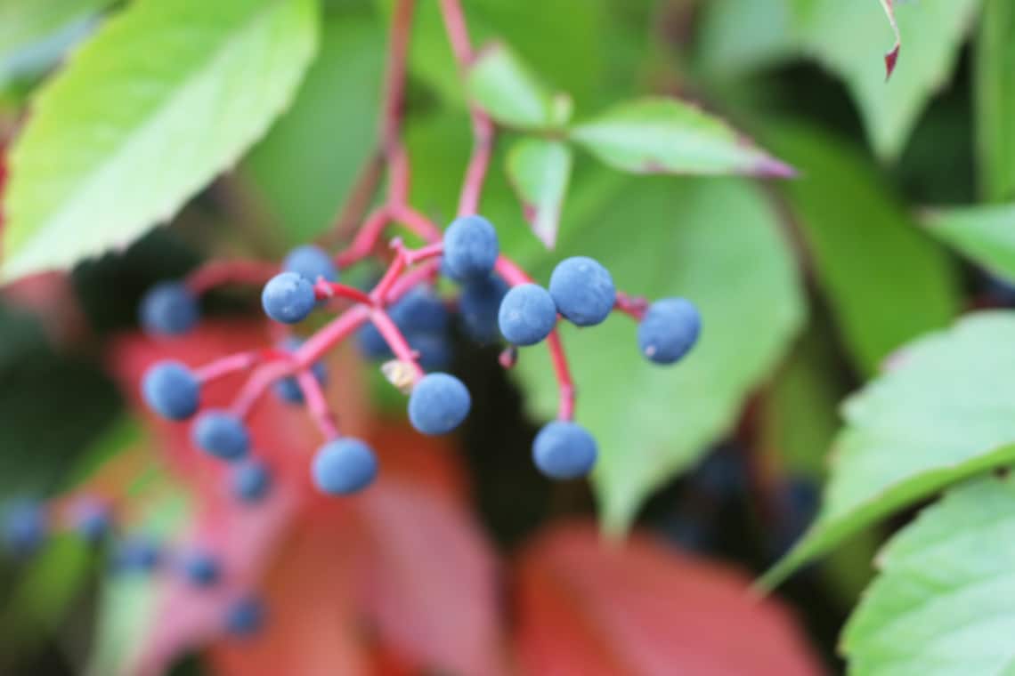 Beeren des Wilden Weins/der Jungfernrebe