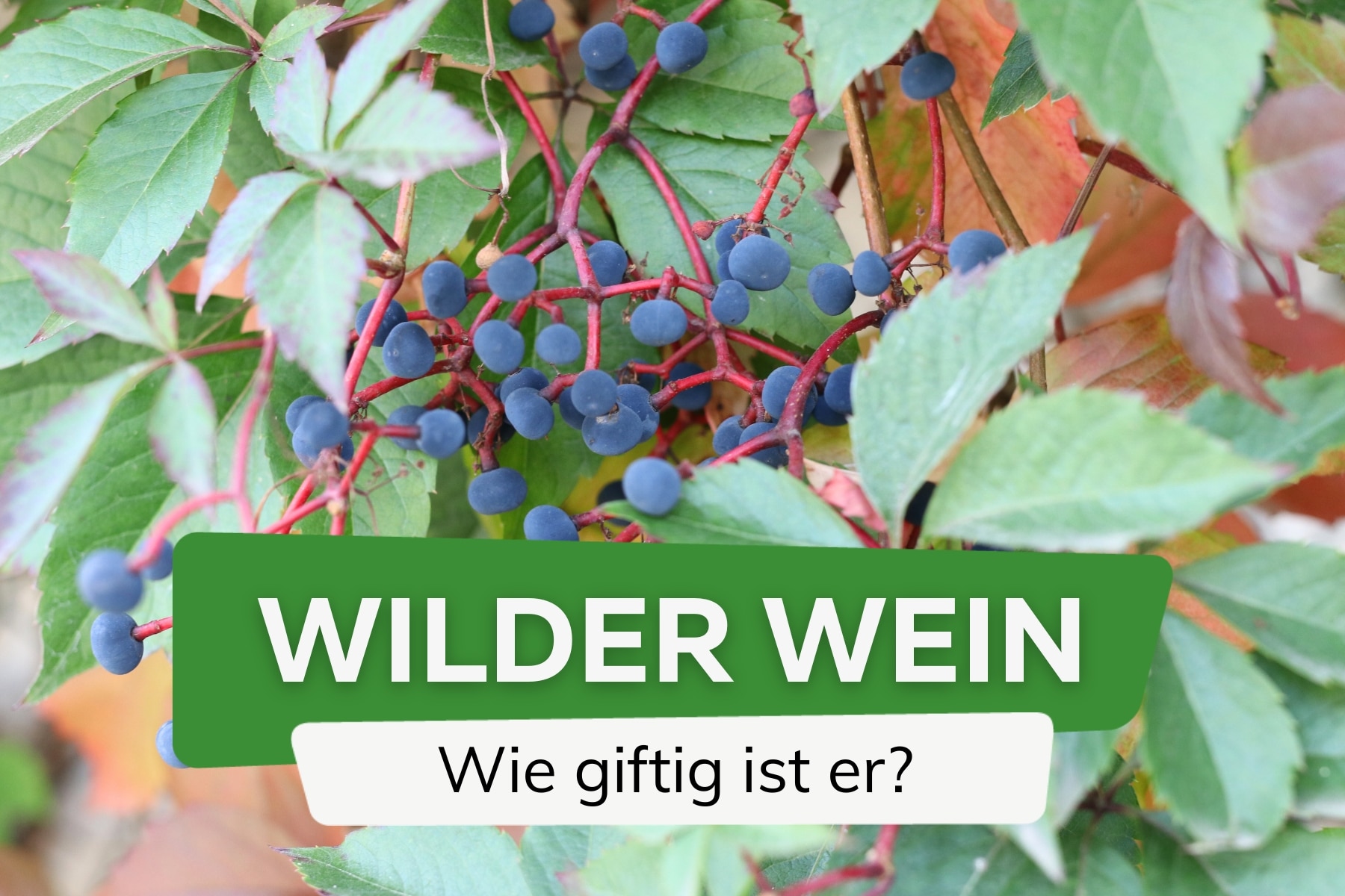 Wilder Wein giftig