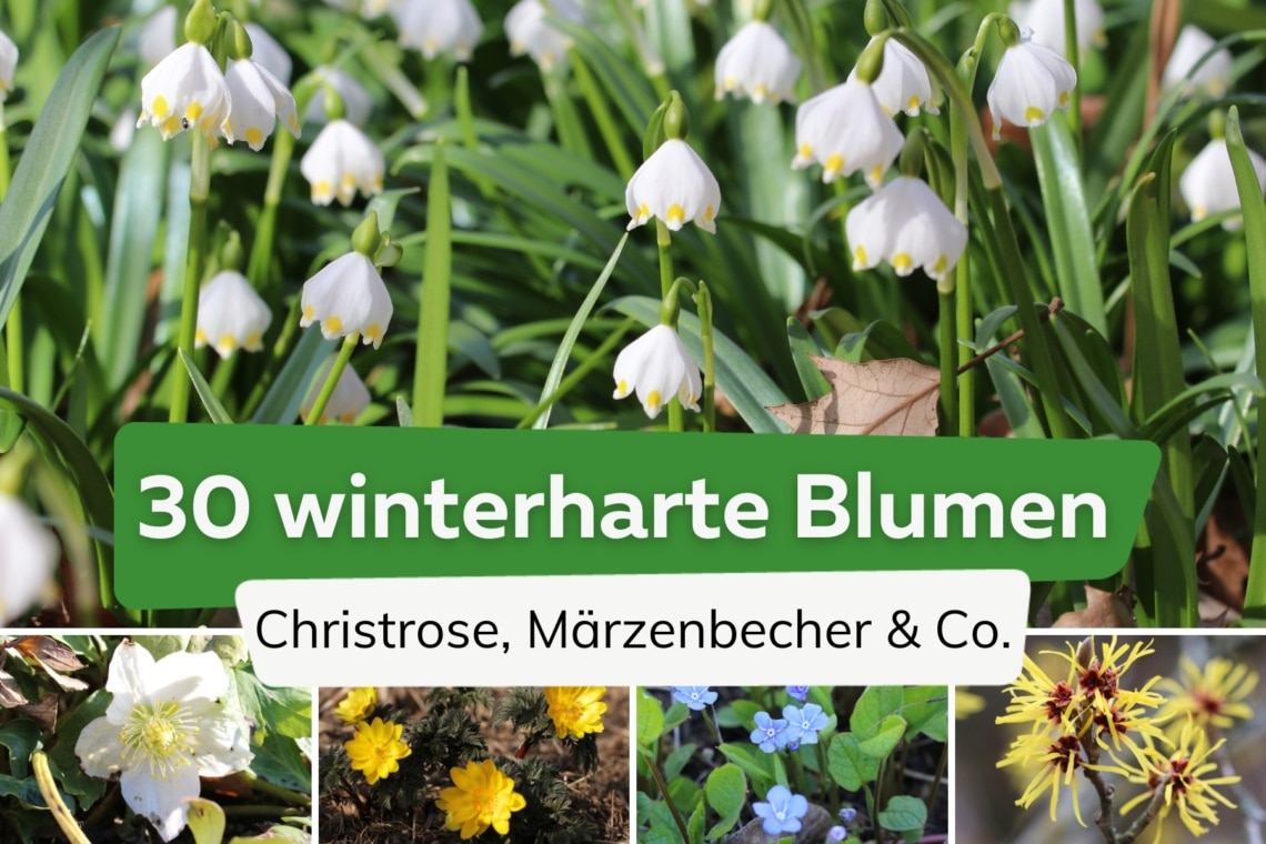 Winterharte Blumen