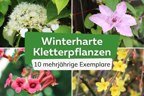 Winterharte mehrjährige Kletterpflanzen