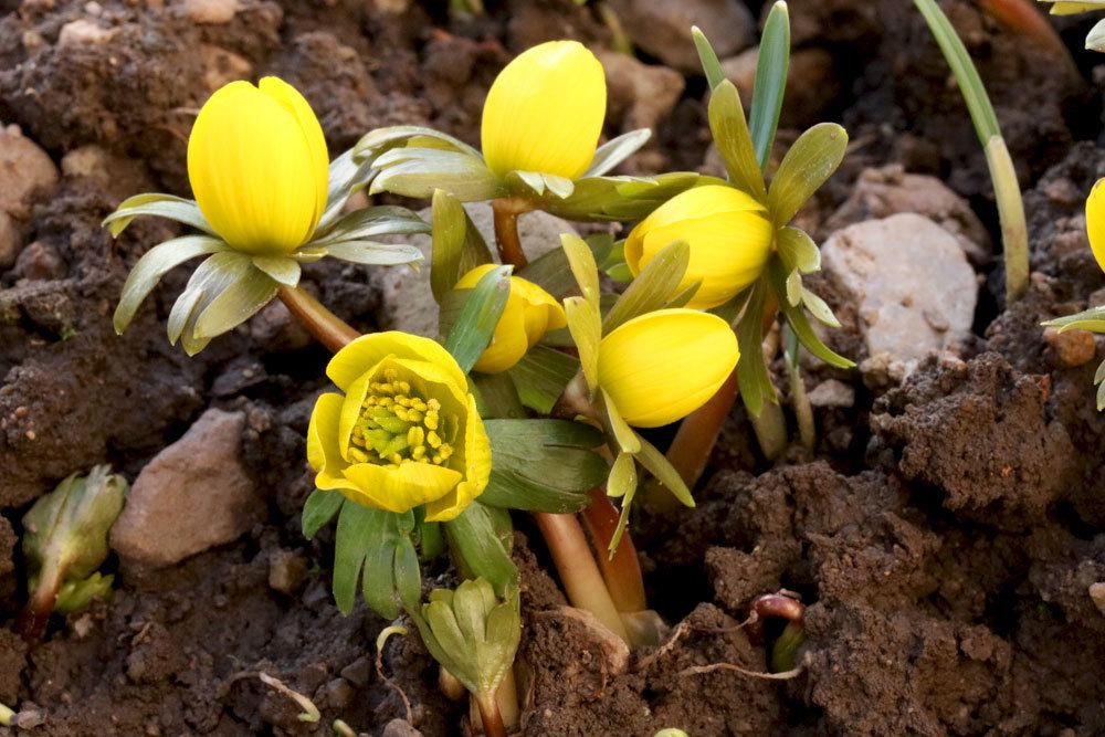 Winterlinge, Eranthis hyemalis