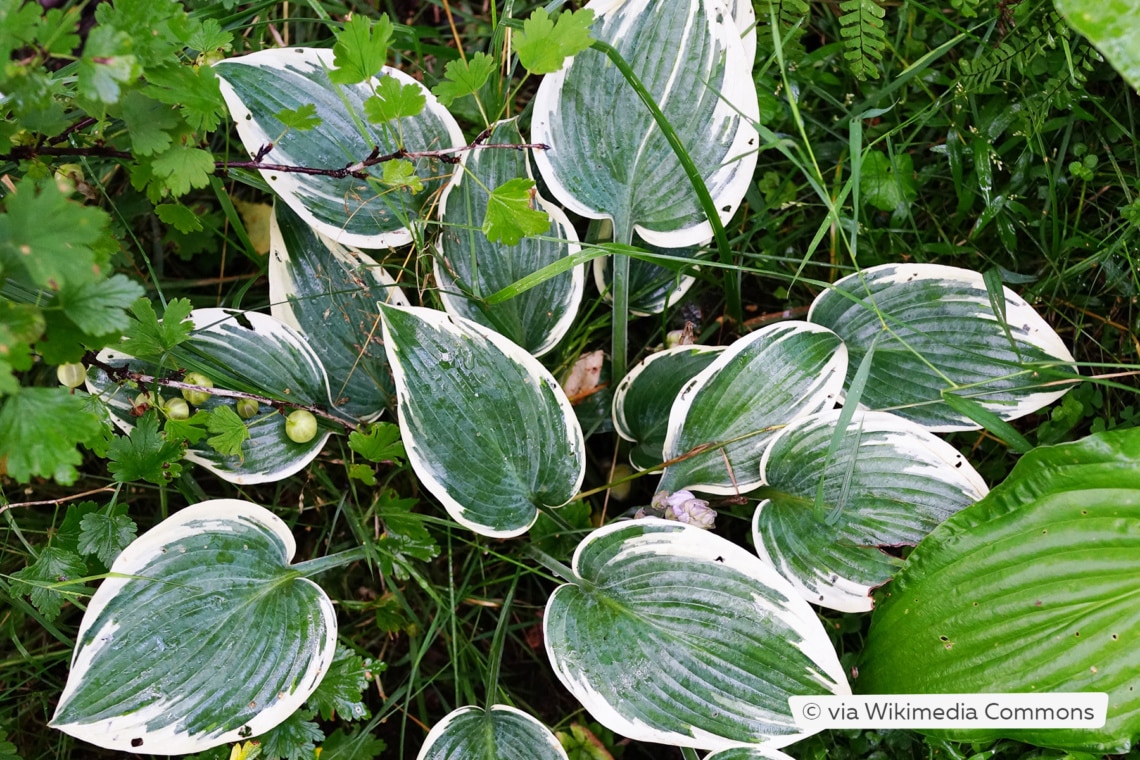 Zwerg-Funkie (Hosta 'El Nino')