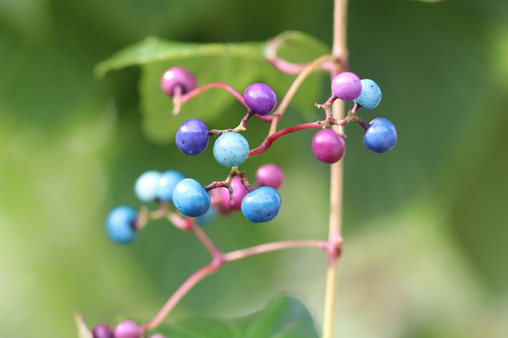 Ampelopsis brevipedunculata Früchte Zweig