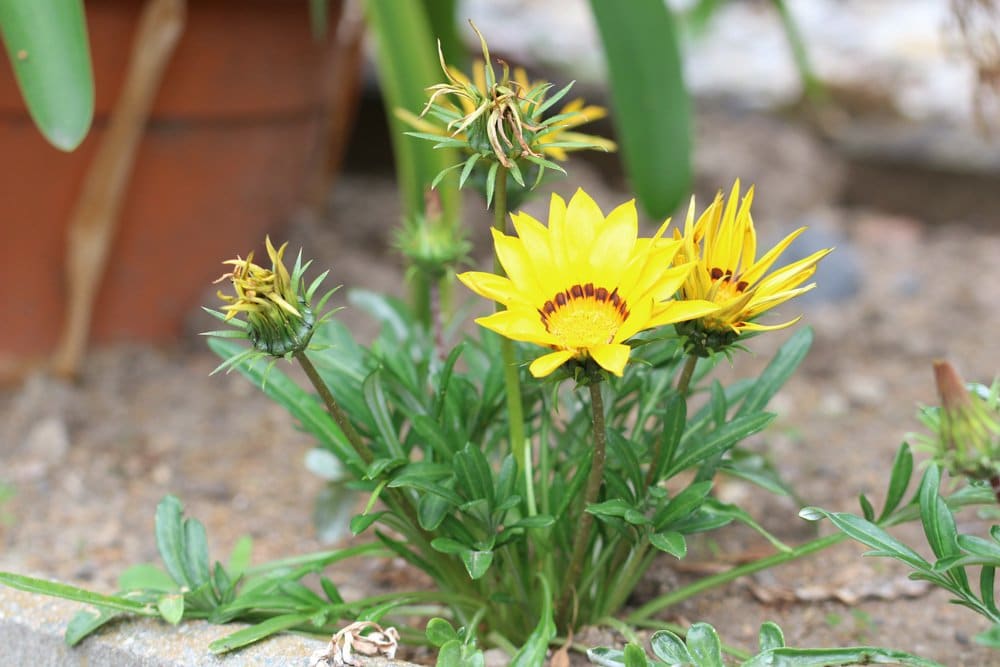 Gazanie Gazania