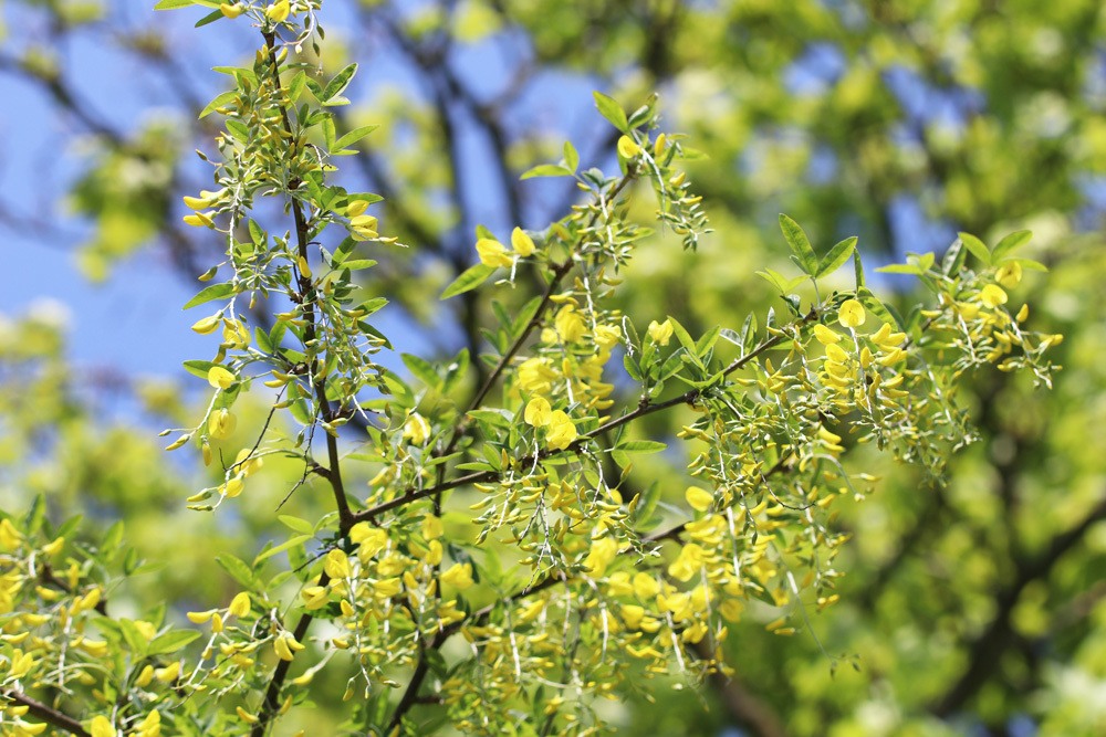 Goldregen Laburnum