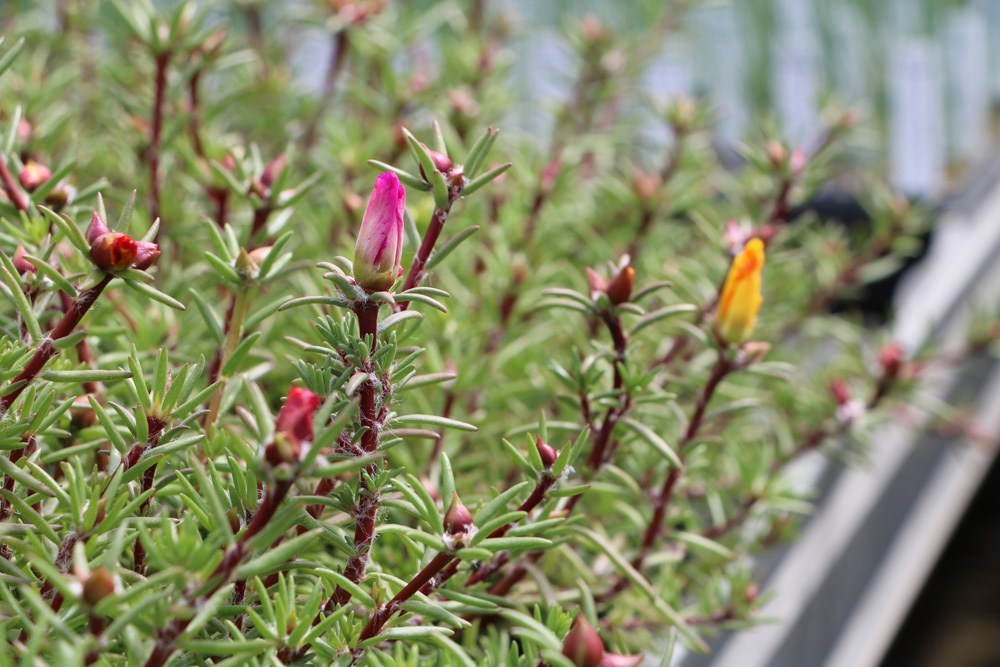 welchen dnger fr thuja smaragd Purgrn Thuja-Smaragd-Dnger 1 kg
