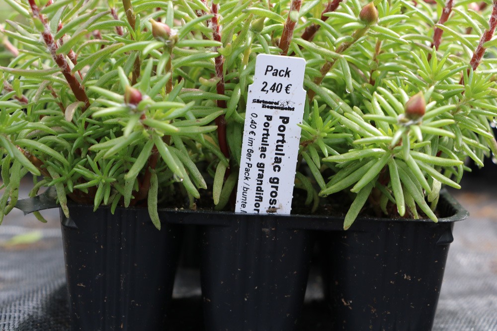 Portulaca grandiflora Blumen, Portulakrschen: Pflege von A-Z