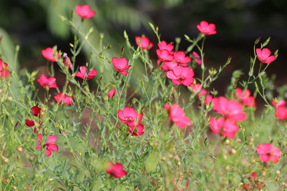 Roter Lein Linum Grandiflorum