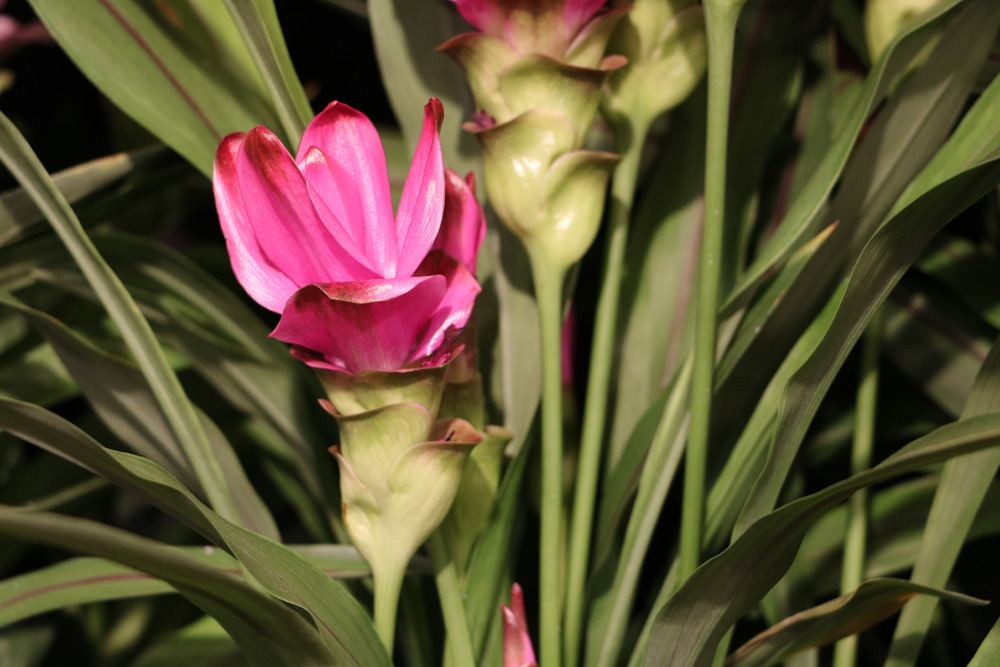 Safranwurz (Curcuma alismatifolia)