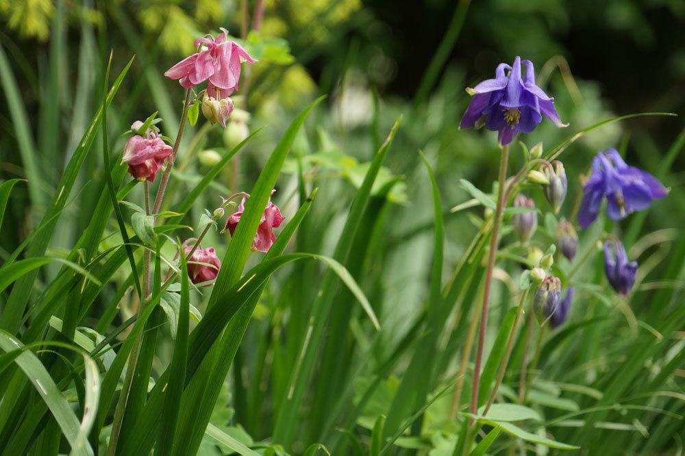 Akeleien, Aquilegia