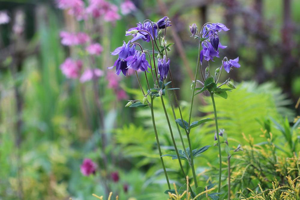 Akeleien, Aquilegia