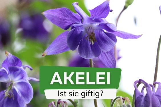 Akelei giftig