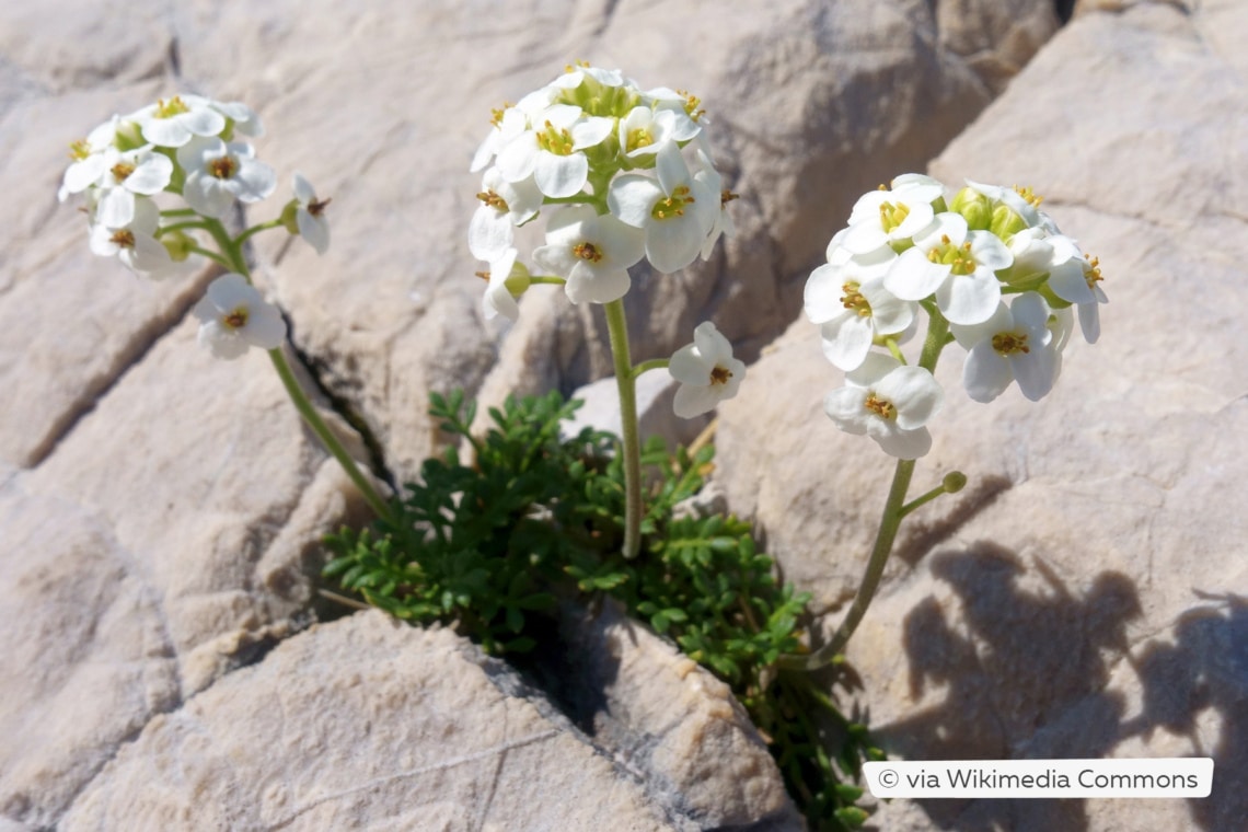 Alpen-Gämskresse (Hornungia alpina)