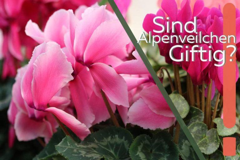 sind Alpenveilchen giftig