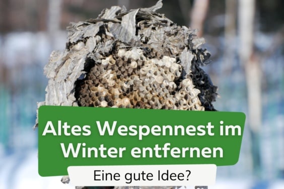 Altes Wespennest im Winter entfernen