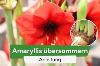 Amaryllis 'berwintern': so bersommern Sie die Zwiebel richtig