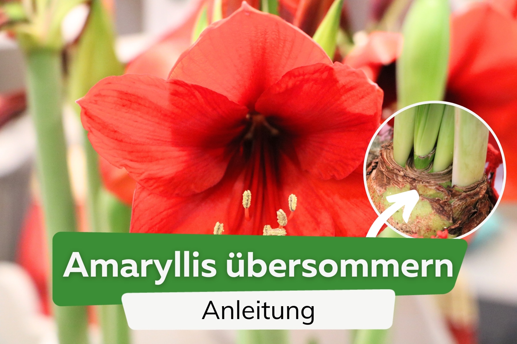 Amaryllis übersommern