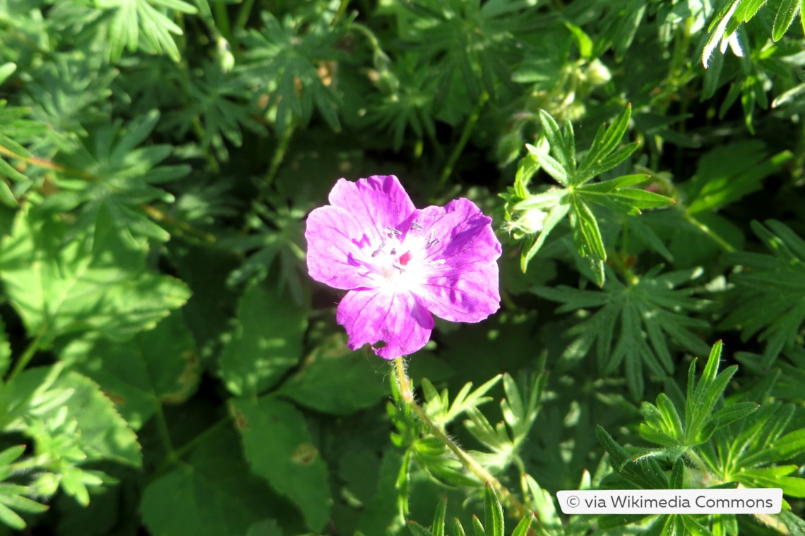 Balkan-Storchschnabel (Geranium macrorrhizum 'Bevan')