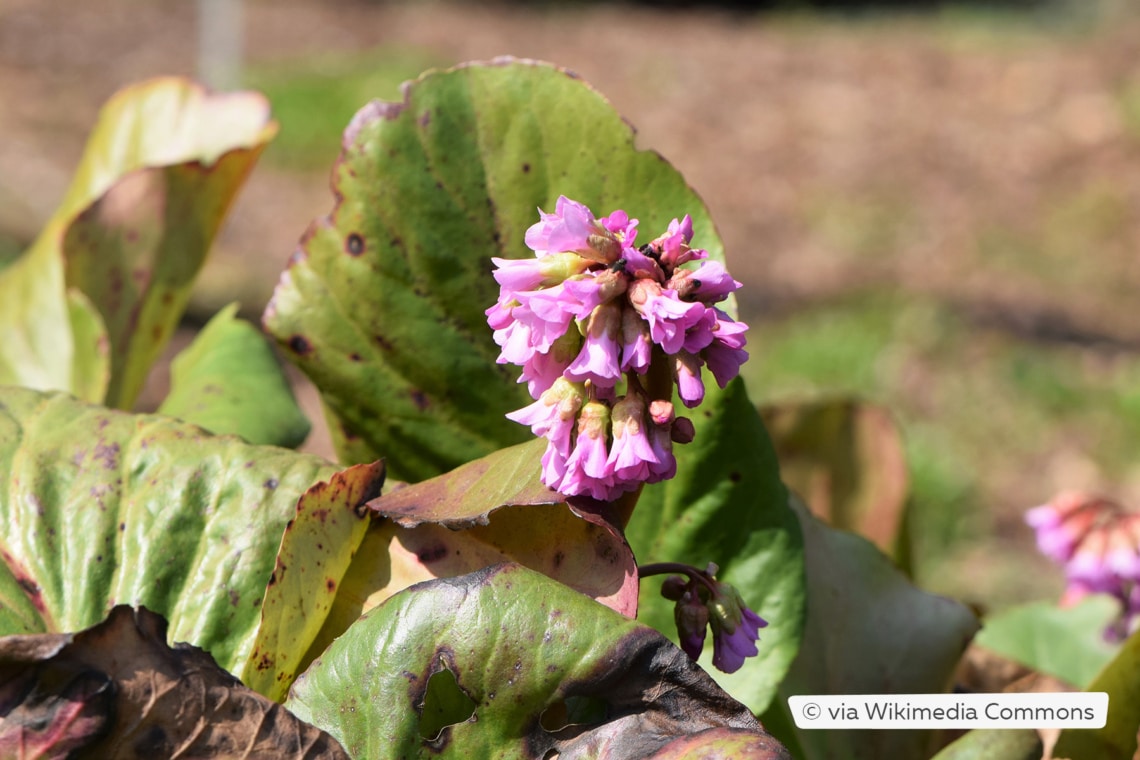 Bergenie (Bergenia cordifolia 'Rotblum')