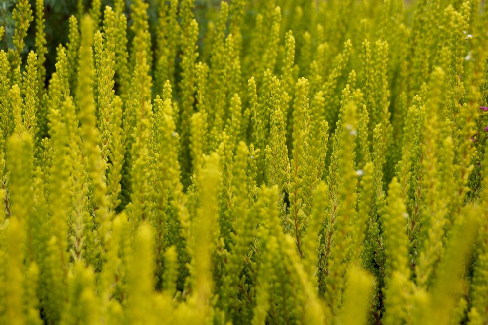 Besenheide, Sommerheide, Calluna vulgaris