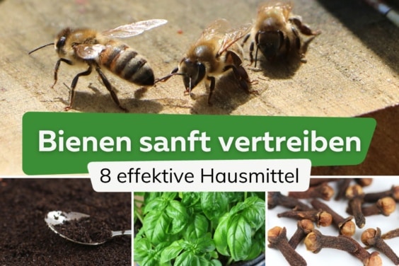 Bienen sanft vertreiben