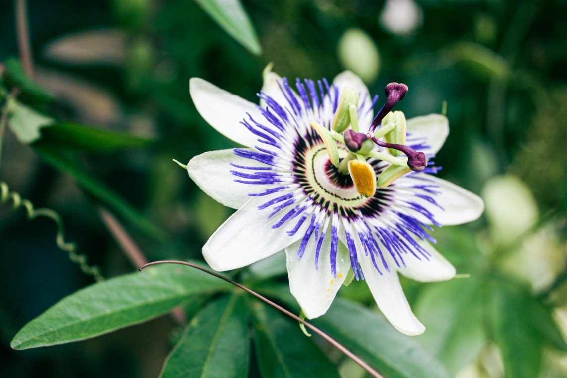 Blaue Passionsblume (Passiflora caerulea)