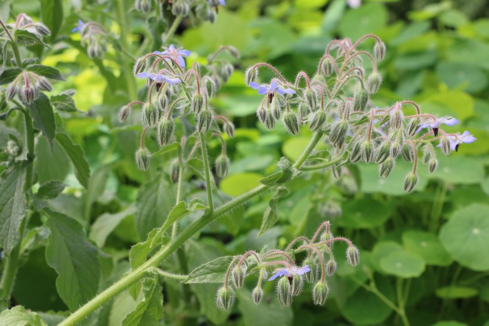 Borretsch, Borago officinalis