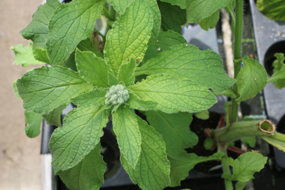 Borretsch, Borago officinalis