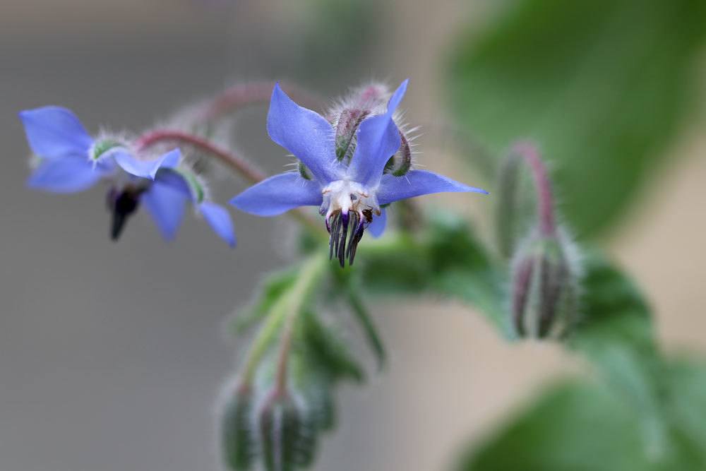 Borretsch, Borago officinalis