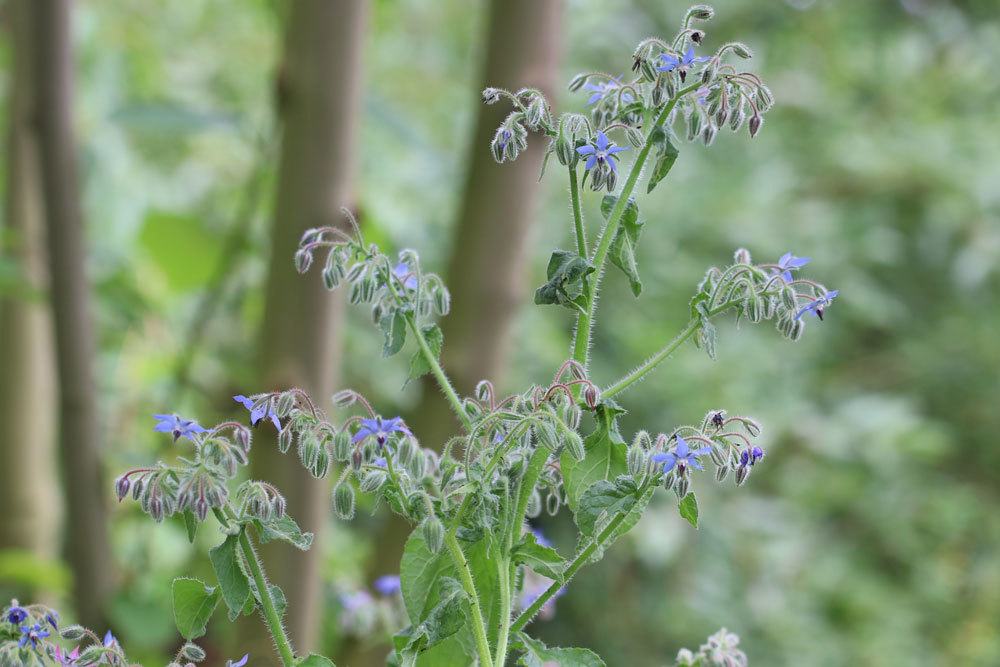 Borretsch, Borago officinalis