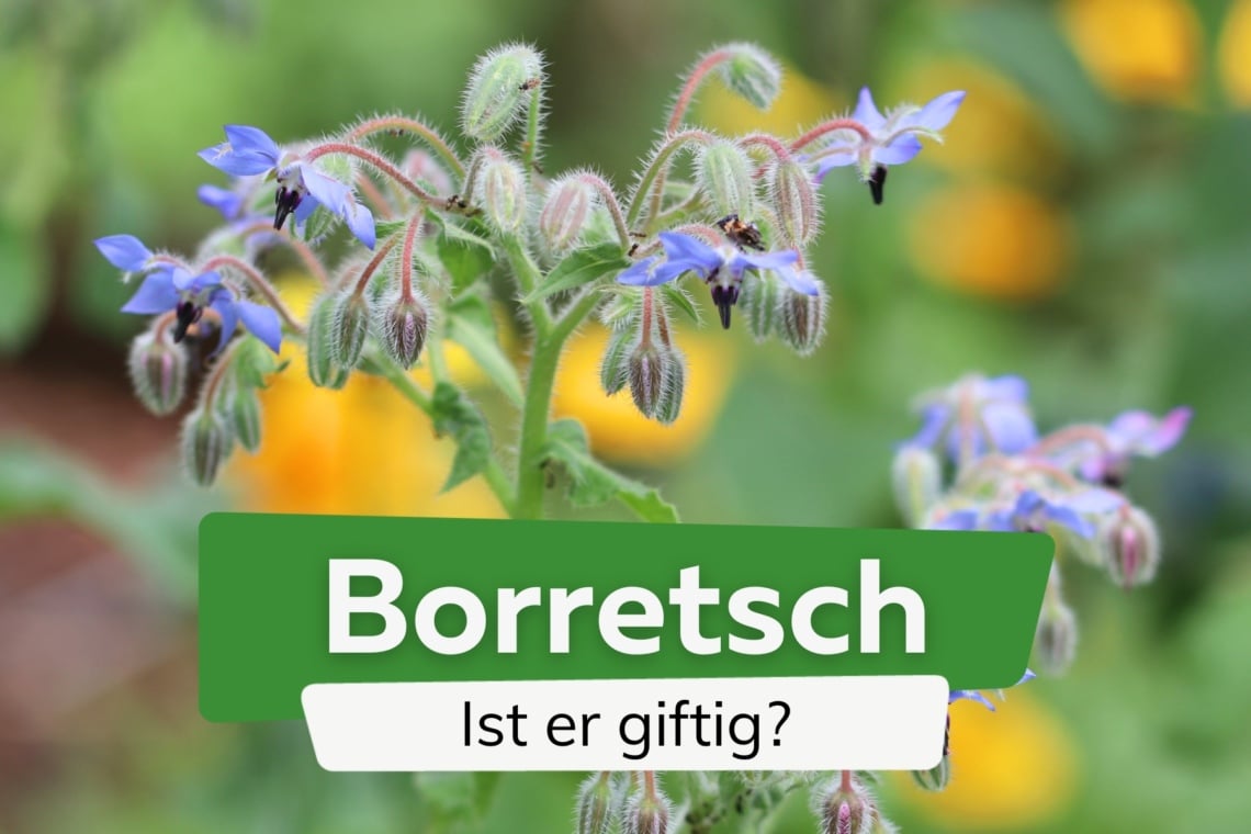 Borretsch giftig