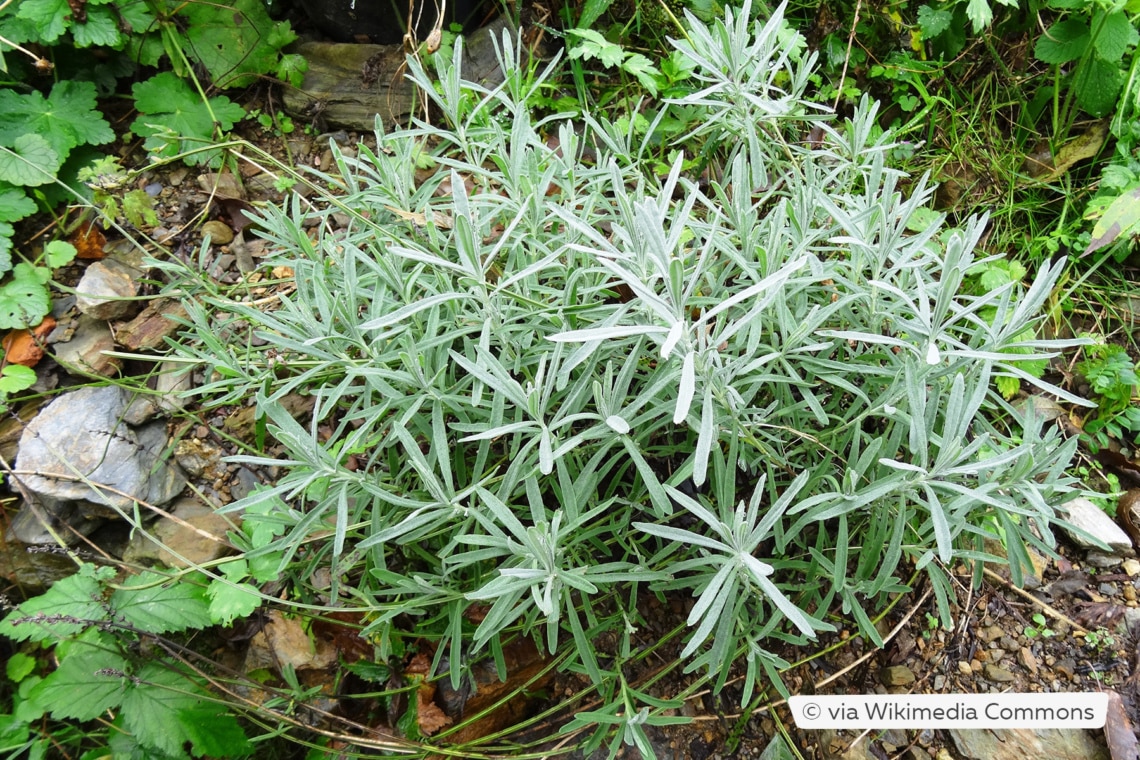 Breitblättriger Lavendel (Lavandula latifolia)