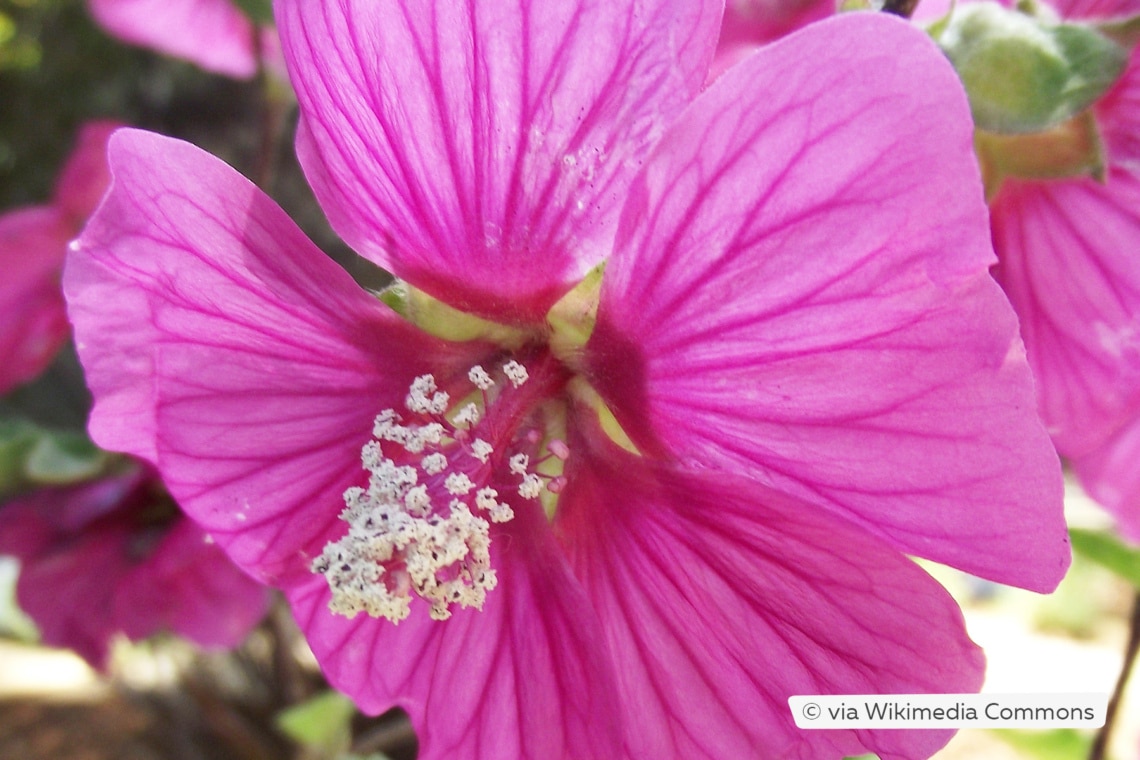 Buschmalve (Lavatera x clementii 'Red Rum')