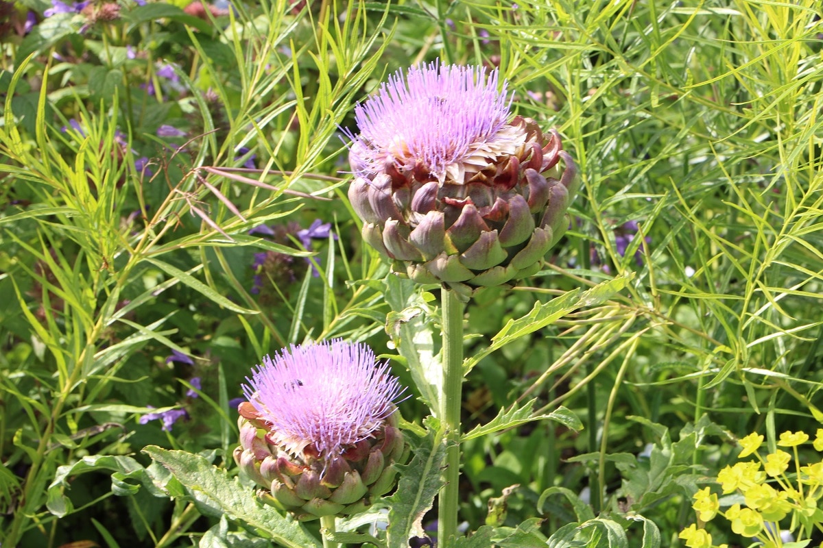 Cardy (Cynara cardunculus)