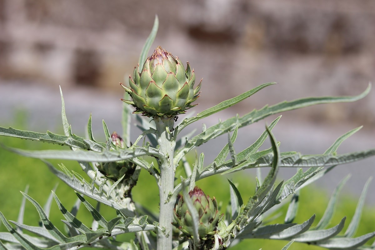 Cardy (Cynara cardunculus)