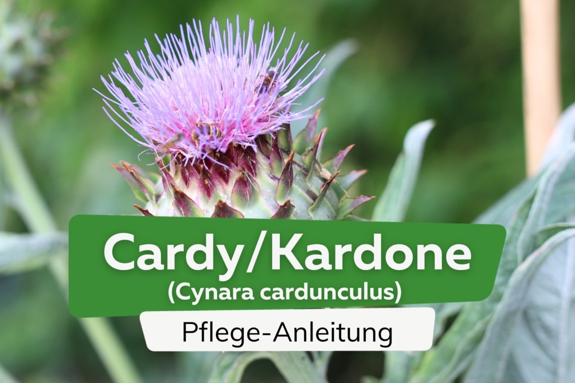 Cardy/Kardone (Cynara cardunculus)