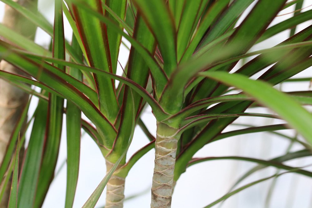 Dracaena deremensis Stamm