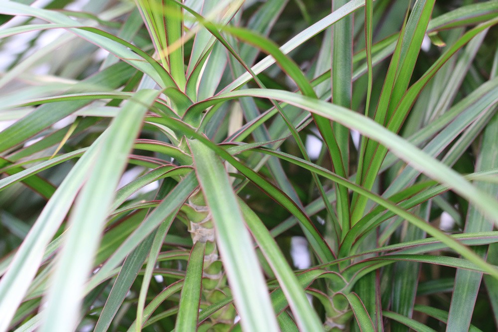 Dracaena deremensis Draufsicht