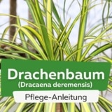 Drachenbaum (Dracaena deremensis)