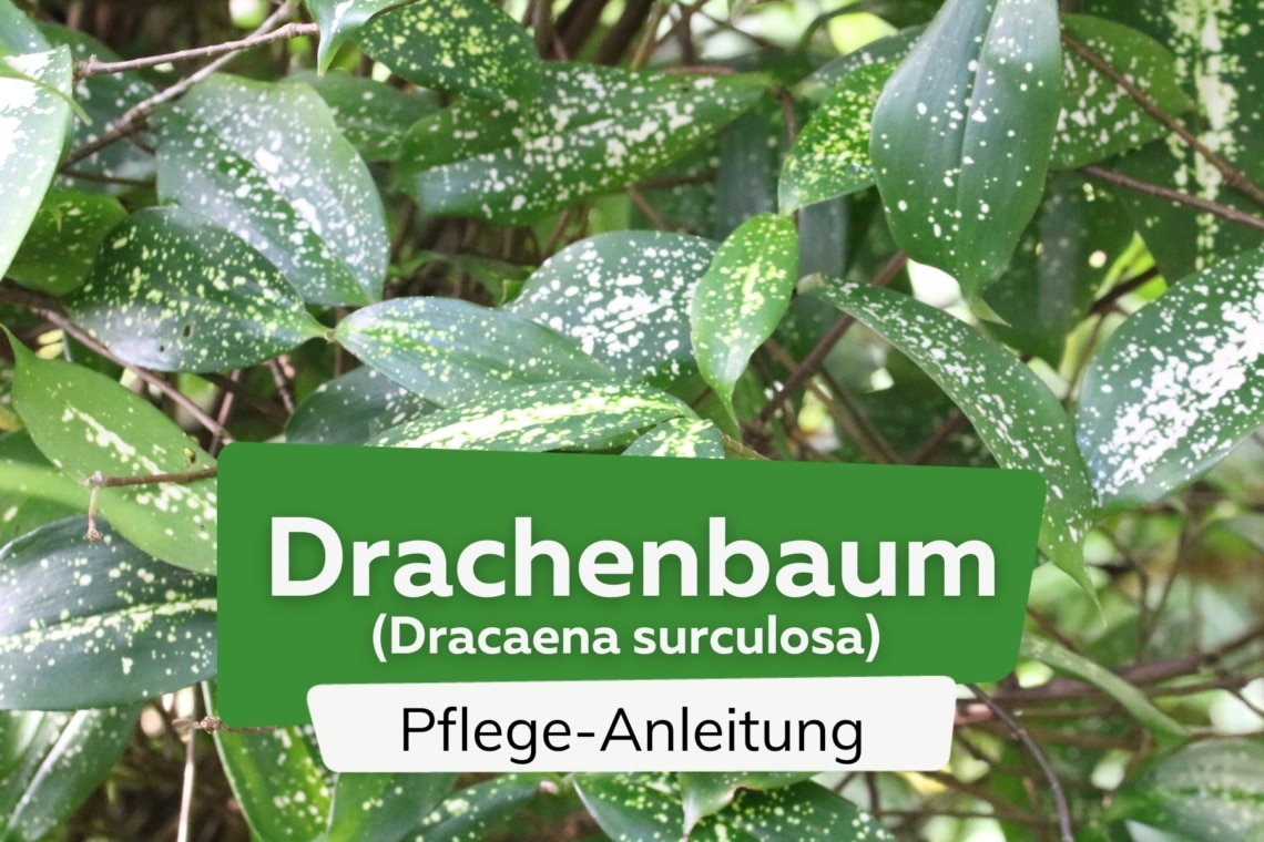 Drachenbaum (Dracaena surculosa)