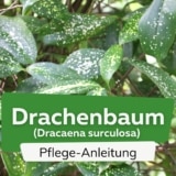 Drachenbaum (Dracaena surculosa)