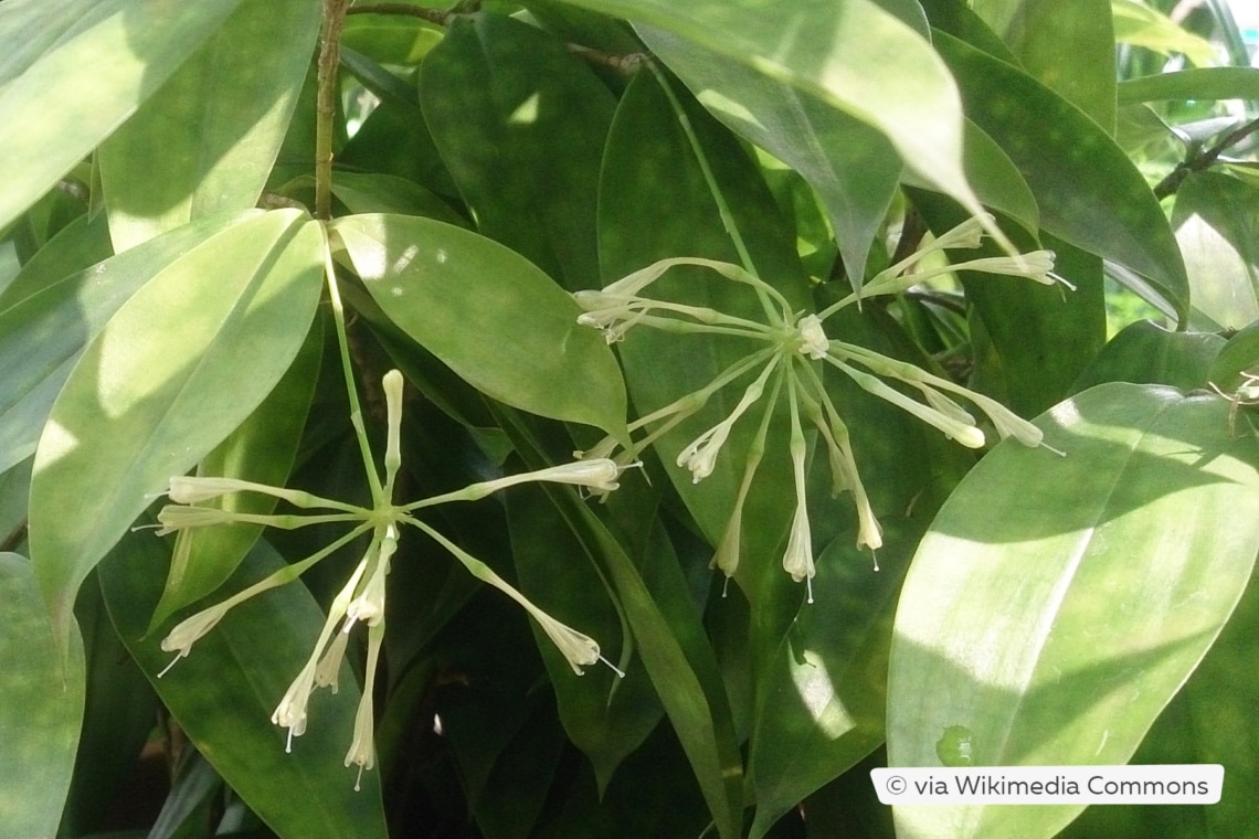 Blüten an Drachenbaum (Dracaena surculosa)