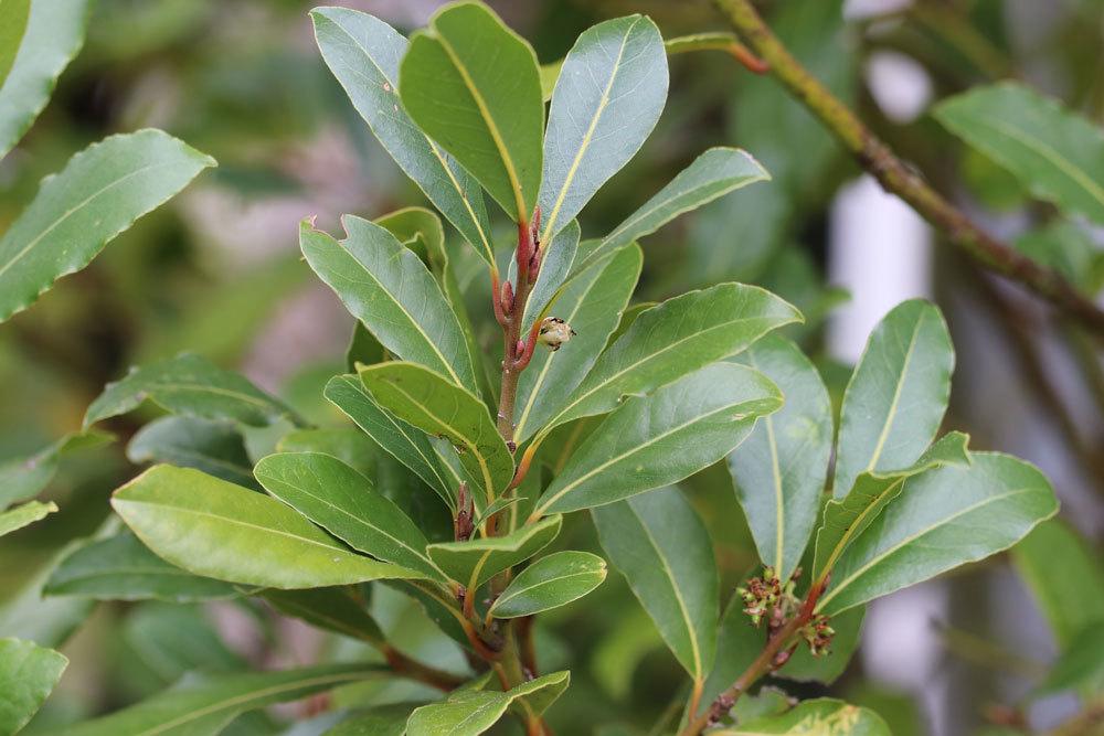 Laurus nobilis im Garten