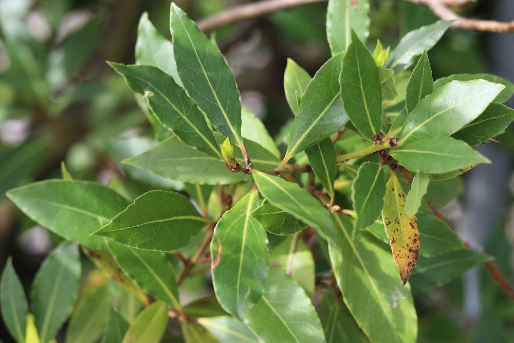 Laurus nobilis wird auch Mediterraner Lorbeer genannt