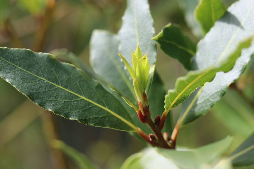 Lorbeer, Laurus nobilis