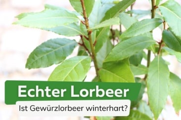 Echter Lorbeer winterhart