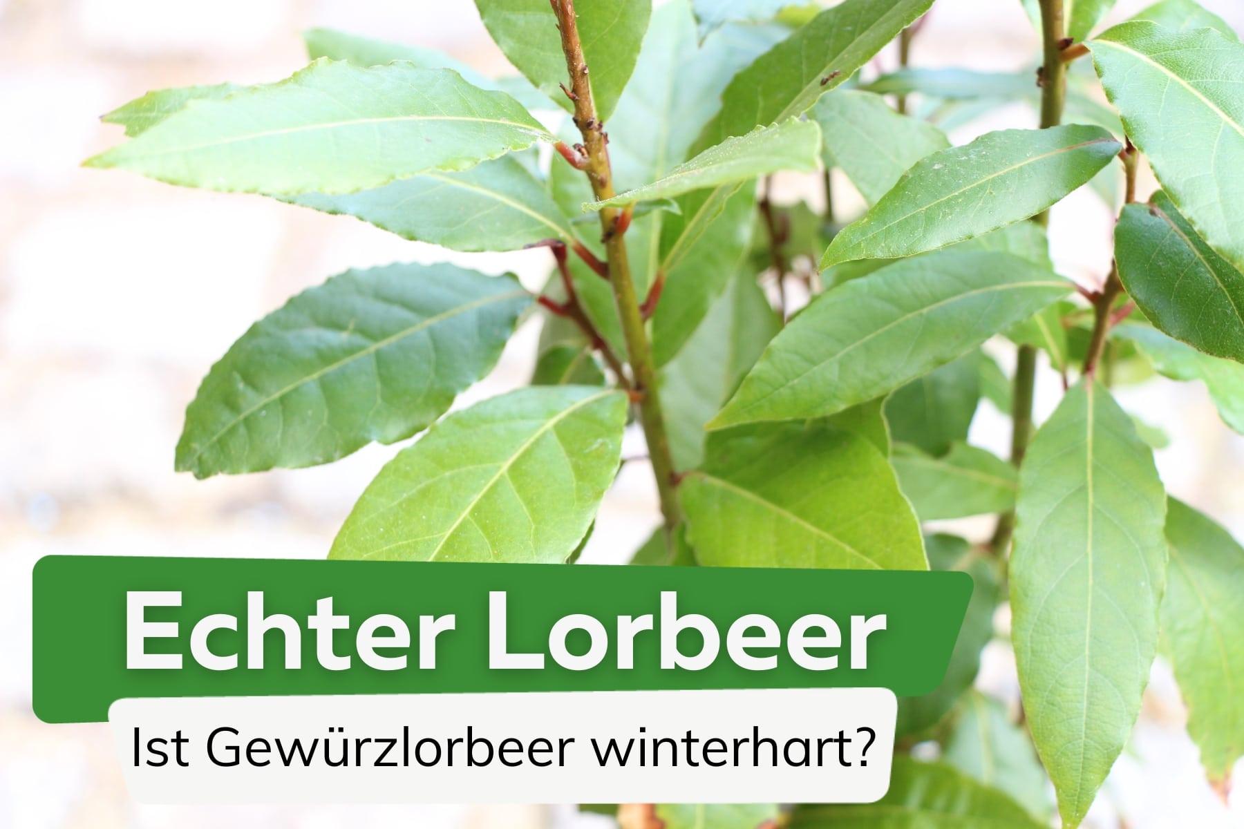 Echter Lorbeer winterhart