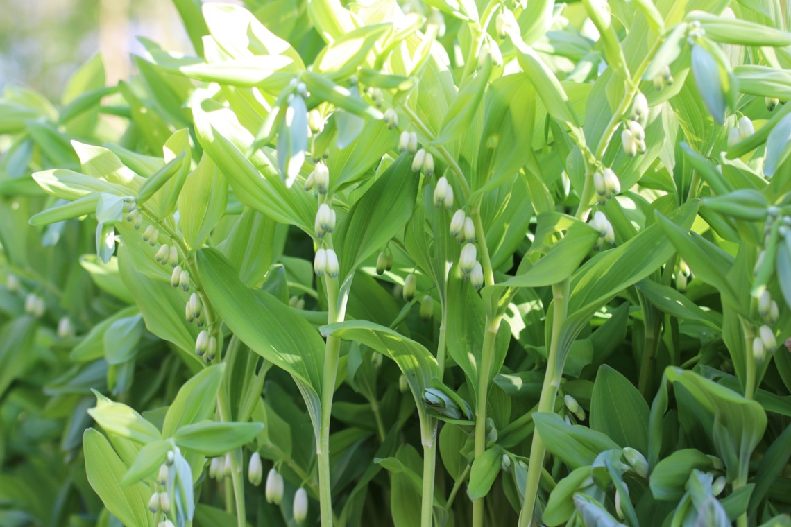 Echtes Salomonssiegel (Polygonatum odoratum)